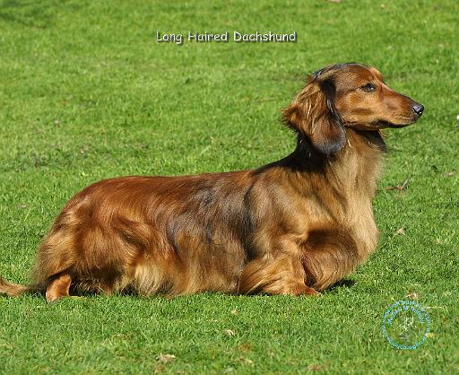 Dachshund 8R020D-05.JPG